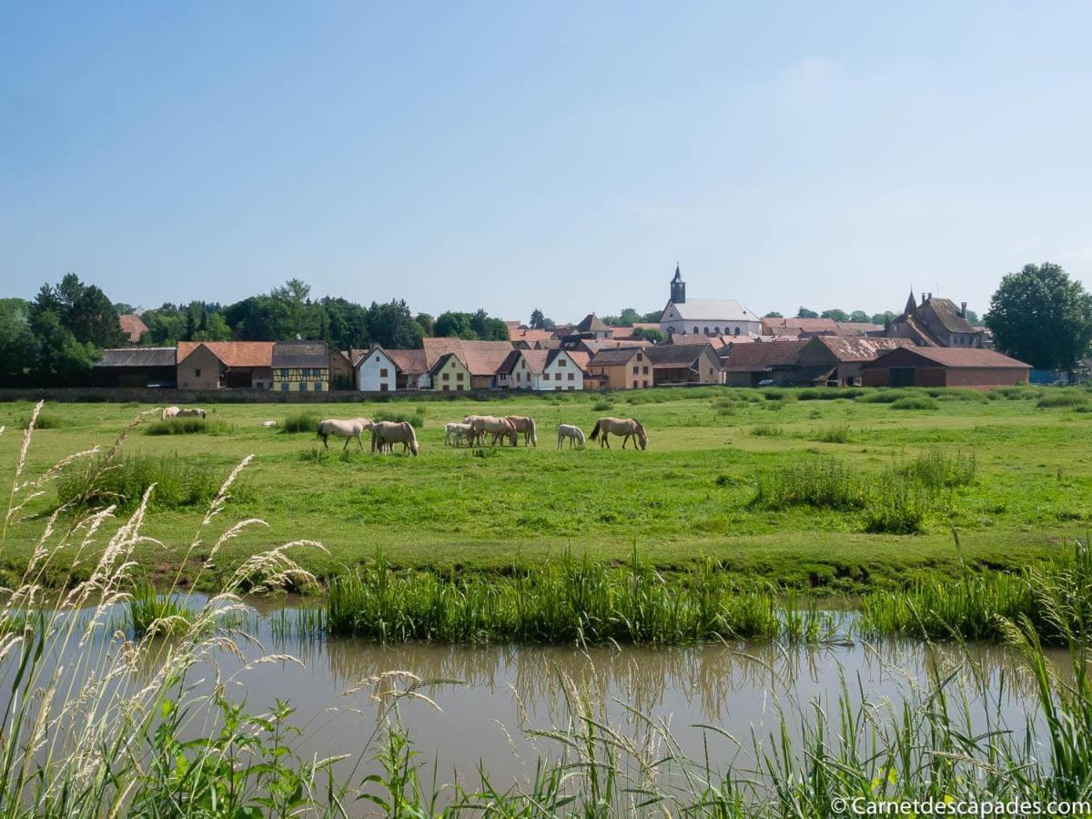 Вілла Coeur D'Alsace Colmar Vignobles Ouest Avec Terrasses Венценайм Екстер'єр фото