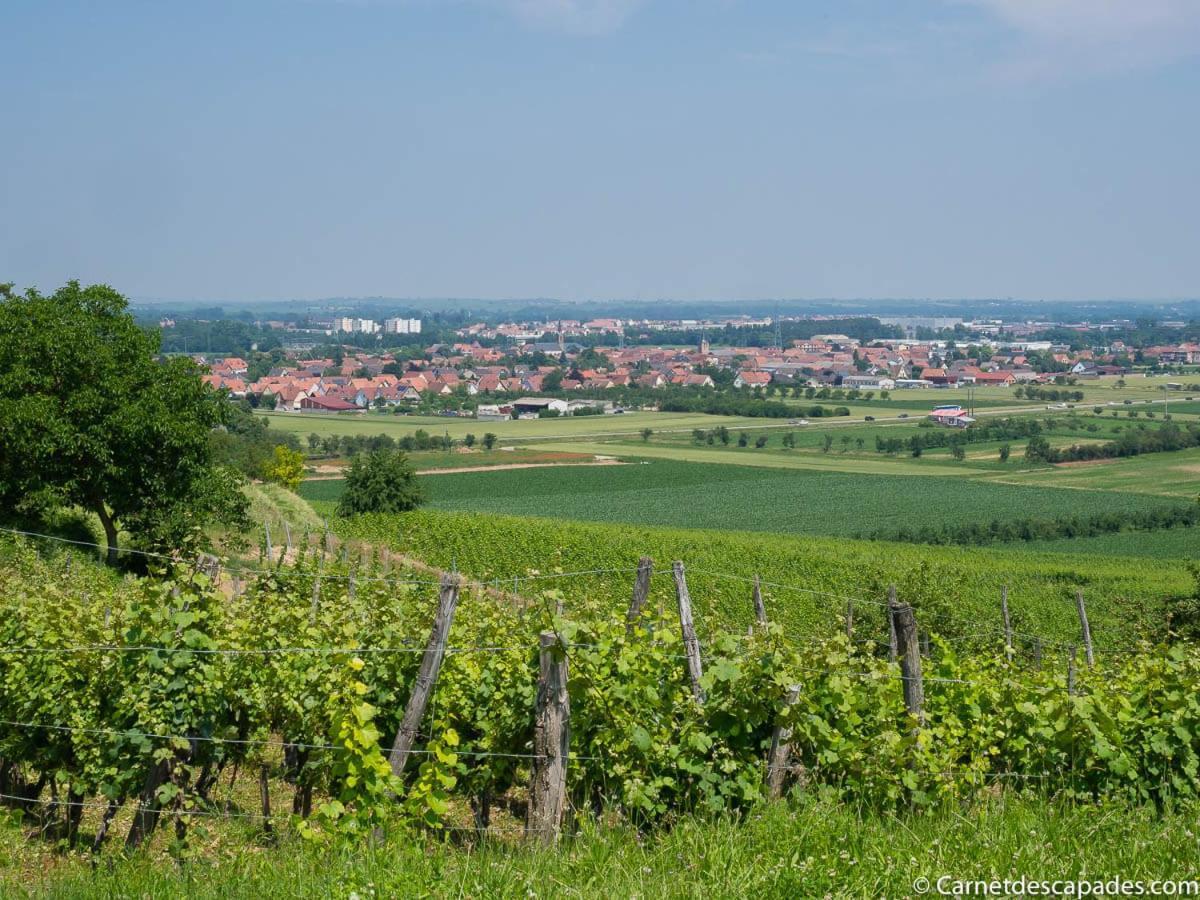 Вілла Coeur D'Alsace Colmar Vignobles Ouest Avec Terrasses Венценайм Екстер'єр фото
