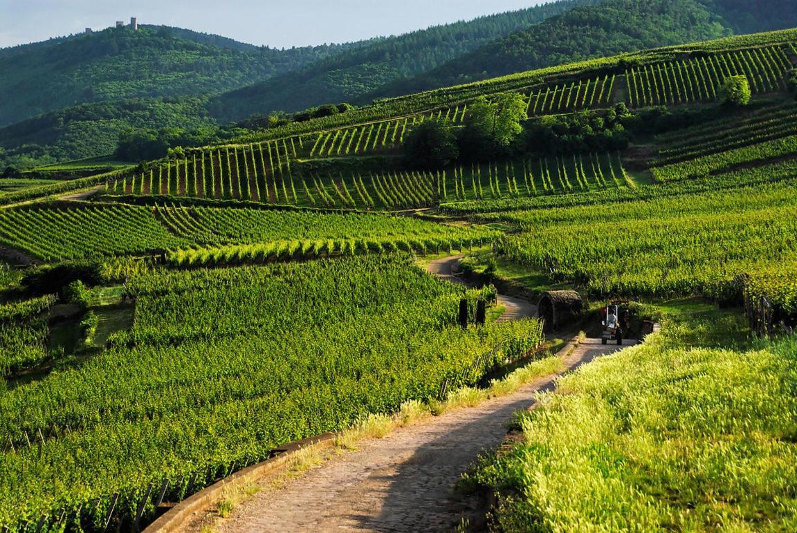 Вілла Coeur D'Alsace Colmar Vignobles Ouest Avec Terrasses Венценайм Екстер'єр фото